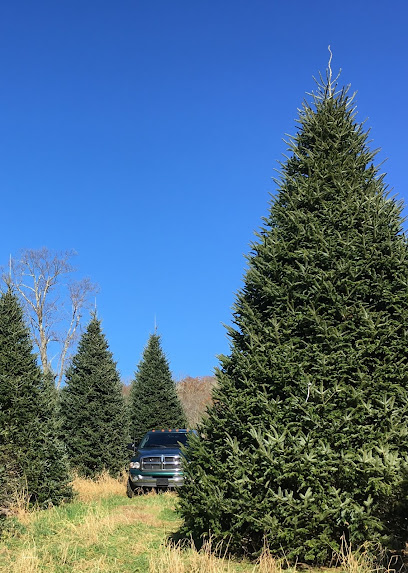 Sugar Mountain Fraser Firs Retail Christmas Tree Lot