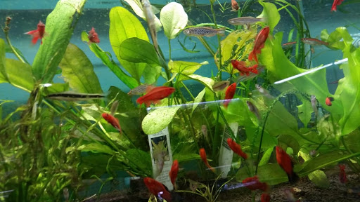 Tropical Fish Store «Aquarium Zen», reviews and photos, 920 NE 64th St, Seattle, WA 98115, USA