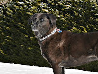 All Paws Pet Care Services - Photo 9 - Car repair in , Raleigh