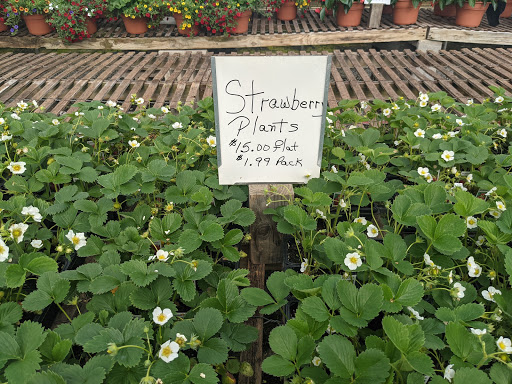 Wholesale Plant Nursery «Garden Fantasy», reviews and photos, 43250 Tyler Rd, Belleville, MI 48111, USA