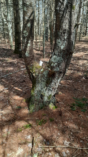 Nature Preserve «Copicut Woods», reviews and photos, Indian Town Rd, Westport, MA 02790, USA