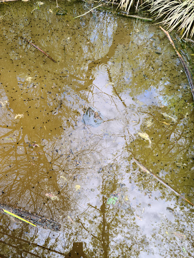 Park «Potomac Overlook Regional Park», reviews and photos, 2845 Marcey Rd, Arlington, VA 22207, USA