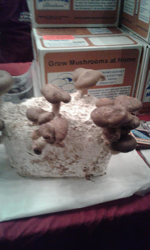 Golf Course «Mill Valley Golf Course», reviews and photos, 280 Buena Vista Ave, Mill Valley, CA 94941, USA