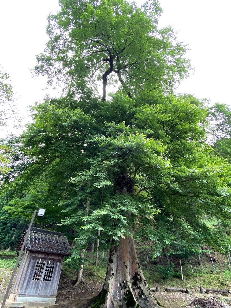 安川神社のムクノキ(市指定天然記念物)