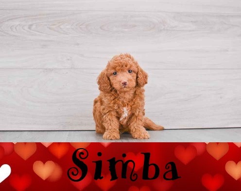 Pet Express, 100 Independence Way, Danvers, MA 01923, USA, 