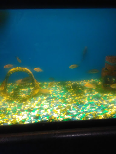 Pet Supply Store «Pet Supplies Plus», reviews and photos, 14835 Telegraph Rd, Redford Charter Twp, MI 48239, USA