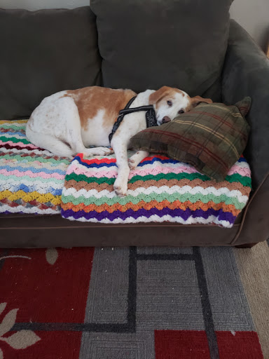 Pet Supply Store «Pet Supplies Plus», reviews and photos, 1937 FL-60, Valrico, FL 33594, USA