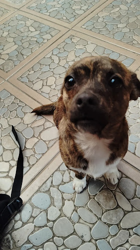 Opiniones de CEMEVET en Copiapó - Veterinario