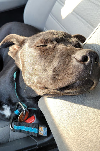 Kennel «Pampered Pets», reviews and photos, 601 Concord Ave, Charlottesville, VA 22903, USA