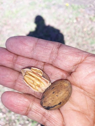 Memorial Park «Harrington Park», reviews and photos, 1815 S Cockrell Hill Rd, Duncanville, TX 75137, USA