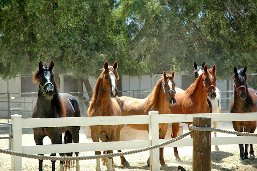 Pony Land San Diego
