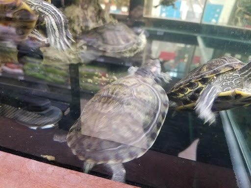 Pet Supply Store «Petco Animal Supplies», reviews and photos, 1150 Concord Ave #160, Concord, CA 94520, USA