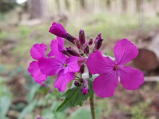 Nature Preserve «Foster Floodplain Natural Area», reviews and photos, 10602 SE Foster Rd, Portland, OR 97266, USA