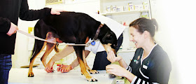 Abbotts Way Veterinary Clinic