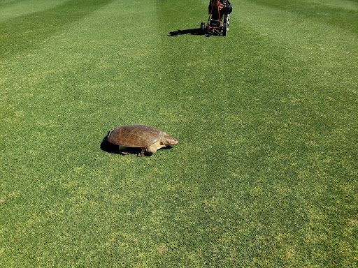 Golf Course «Cave Creek Golf Course», reviews and photos, 15202 N 19th Ave, Phoenix, AZ 85023, USA