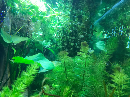 Pet Store «Acuario Piscis», reviews and photos, 3040 W Cermak Rd, Chicago, IL 60623, USA
