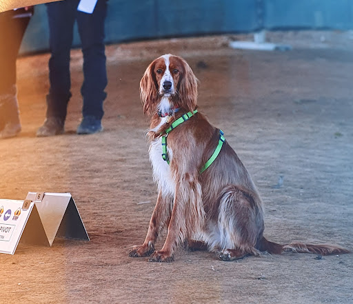 Corsi di addestramento per cani Torino