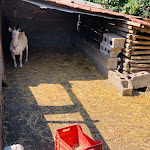 Photo n°16 de l'avis de mariano.u fait le 12/08/2019 à 18:58 sur le  Agriturismo Il Vigneto - Società Agricola à Gragnano