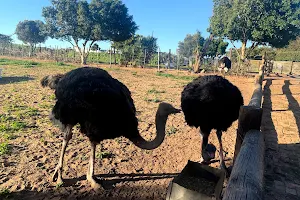 Cape Town Ostrich Ranch image