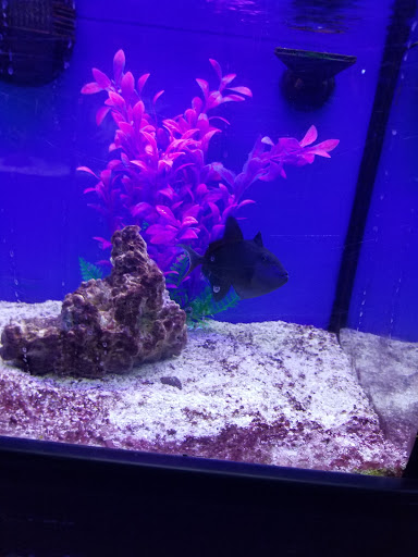 Pet Supply Store «Iowa Pet Foods & Seascapes», reviews and photos, 1500 22nd St, West Des Moines, IA 50266, USA