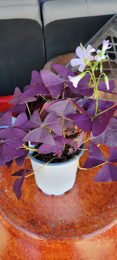 Florist «Plant Safari», reviews and photos, 653 N Central Ave, Upland, CA 91786, USA