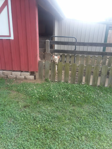 Tourist Attraction «Mitcham Farm», reviews and photos, 797 W Macedonia Church Rd, Oxford, GA 30054, USA