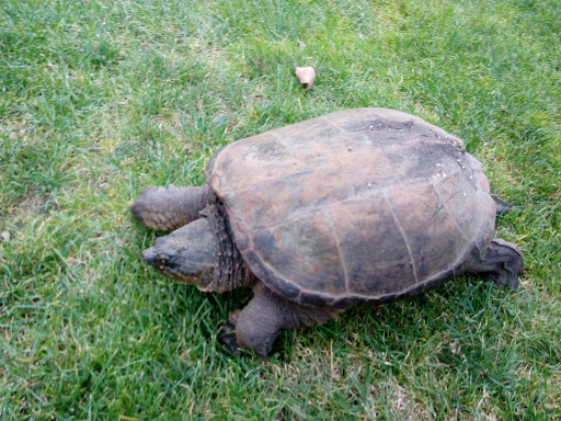 Golf Club «Hidden Greens Golf Course», reviews and photos, 12977 200th St E, Hastings, MN 55033, USA