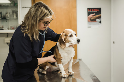 Noso Can & Cat Clínica Veterinaria en Pontevedra