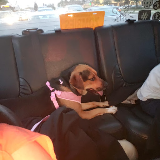 Pet Supply Store «PetSmart», reviews and photos, 11331 Causeway Blvd, Brandon, FL 33511, USA