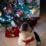 Photo n°1 de l'avis de Stenellato.h fait le 30/12/2023 à 12:11 sur le  Antica Osteria Al Botegon à Treviso