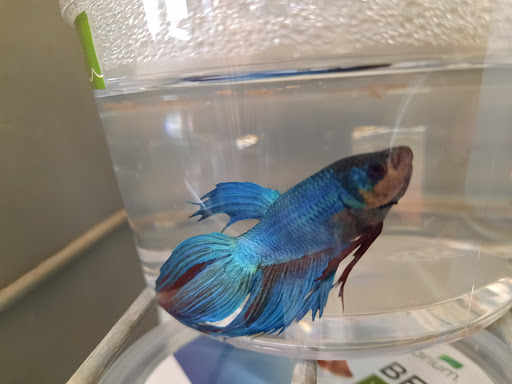 Pet Supply Store «Petco Animal Supplies», reviews and photos, 753 53rd Ave NE, Fridley, MN 55421, USA