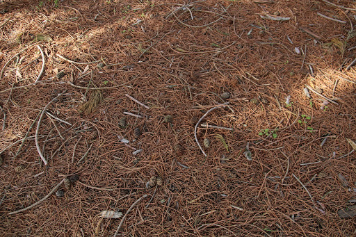 Park «Willamalane Park», reviews and photos, 1276 G St, Springfield, OR 97477, USA