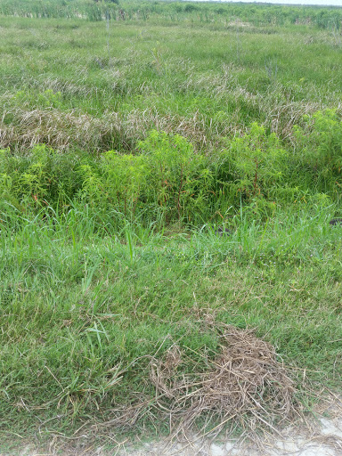 Nature Preserve «Lake Apopka North Shore», reviews and photos, 24600 County Road 448A, Mt Dora, FL 32757, USA