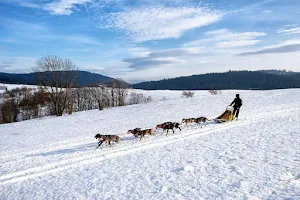 Psy na biegunach - psie zaprzęgi Podhale - przejażdżki psim zaprzęgiem, dogoterapia image