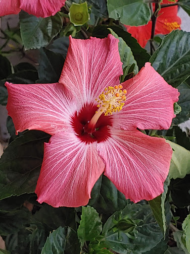 Grocery Store «The Fresh Market», reviews and photos, 5920 Red Bug Lake Rd, Winter Springs, FL 32708, USA