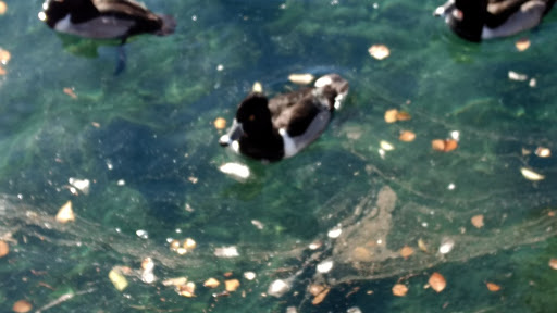 Recreation Center «Rio Vista Recreation Center», reviews and photos, 8866 W Thunderbird Rd, Peoria, AZ 85381, USA