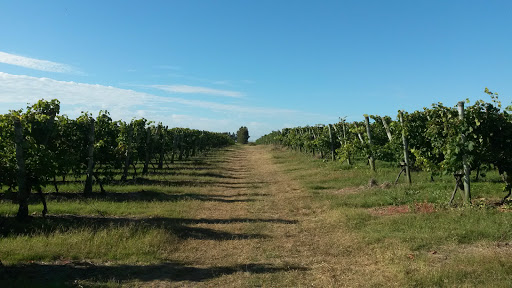 Bodega y Destilería H. VALDI