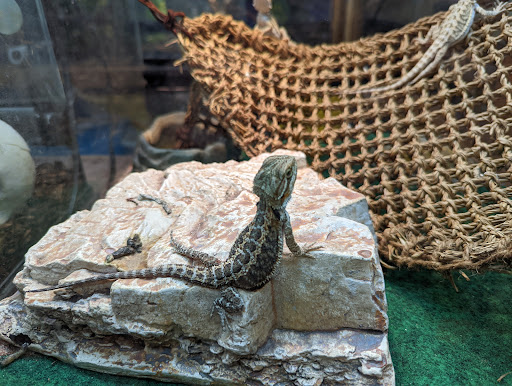 Pet Store «Just Pets», reviews and photos, 393 NY-5, Irving, NY 14081, USA