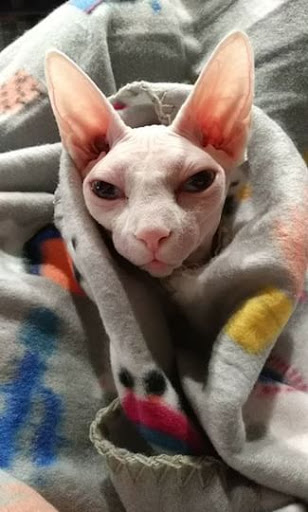 Pet Supply Store «Petco Animal Supplies», reviews and photos, 1410 N Loop 336 W, Conroe, TX 77304, USA