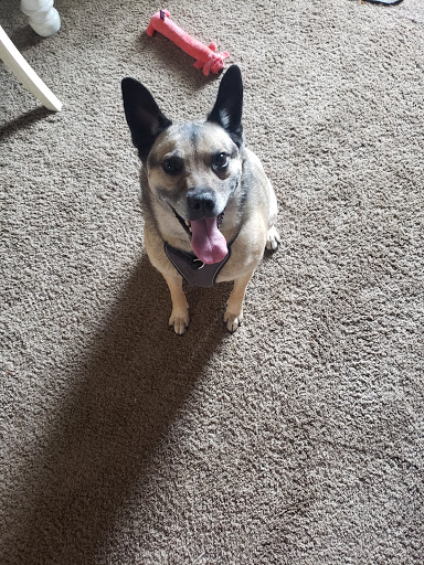 Pet Supply Store «Petco Animal Supplies», reviews and photos, 660 Chestnut Commons Dr, Elyria, OH 44035, USA