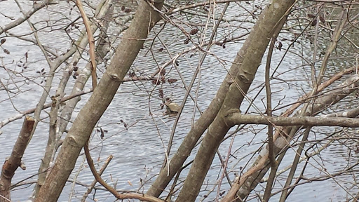 Amphitheater «Koka Booth Amphitheatre», reviews and photos, 8003 Regency Pkwy, Cary, NC 27511, USA