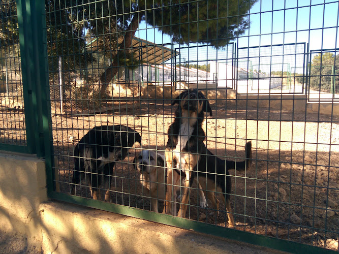Emperrados Centro Provincial De Recogida De Perros