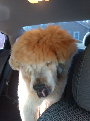 Pet Store «Tender Touch Pet Grooming», reviews and photos, 1902 Old Atlanta Rd, Griffin, GA 30223, USA