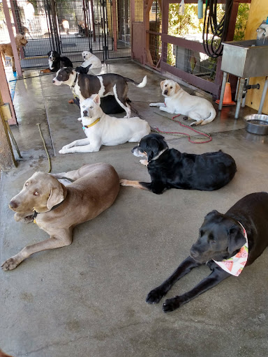 Dog day care center El Monte