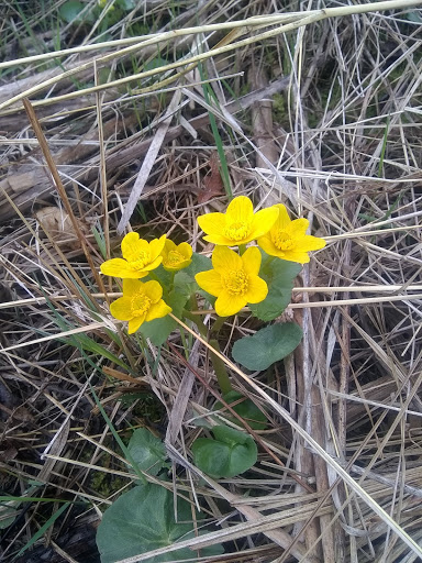 Nature Preserve «Grant Woods Forest Preserve», reviews and photos, 25405 W Monaville Rd, Ingleside, IL 60041, USA
