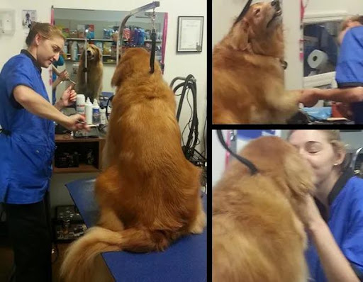 Pet Supply Store «Adogable PET SERVICES», reviews and photos, 4884 Sun City Center Blvd, Sun City Center, FL 33573, USA