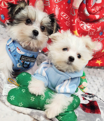 Pet Store «Four Paws and a Tail», reviews and photos, 120 Northtown Dr, Blaine, MN 55434, USA