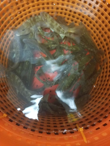 Bait Shop «Armed Anglers», reviews and photos, 1801 US-19, Holiday, FL 34691, USA