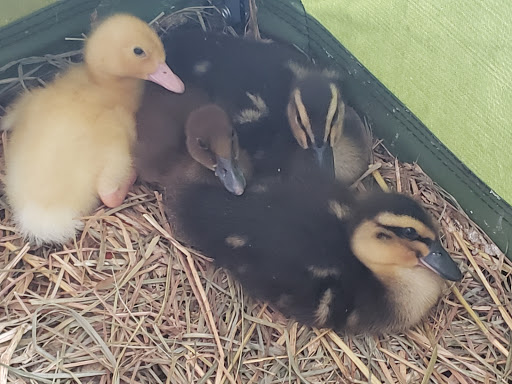 Pet Supply Store «Pickering Valley Feed & Farm Store», reviews and photos, 305 Gordon Dr, Exton, PA 19341, USA