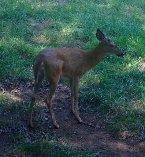 Non-Profit Organization «Dauset Trails Nature Center», reviews and photos, 360 Mt Vernon Church Rd, Jackson, GA 30233, USA